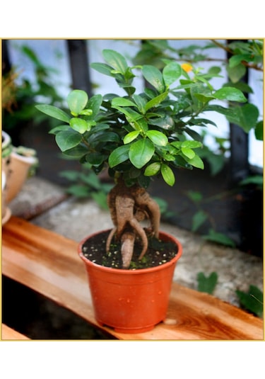 Serada Decor Plant Bonzai Fidanı Saksılı 20 Cm 40 Cm