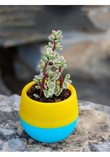 Saburg 3'lü Saksı Seti, Otomatik Sulamalı, 450 Ml 271400138