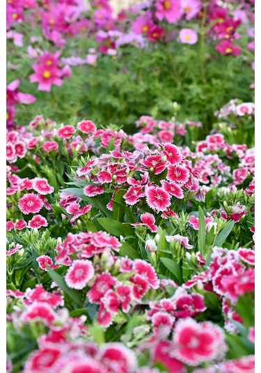 3v Grener 500 Ml Bitki Besini + 100 Adet Çin Karanfili Tohumu Renkli, Zarif Ve Dayanıklı Çiçekler 2