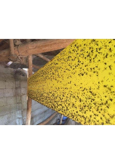 Karasinek Tuzagı Sinbant.Yapışkanlı Sarı Bant.30Cmx100 Metre