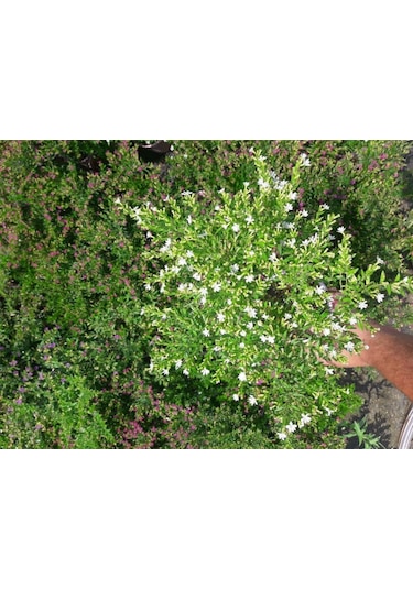 Kufeya Cennet Çiçeği Pembe ve Beyaz 20 Adet Paket