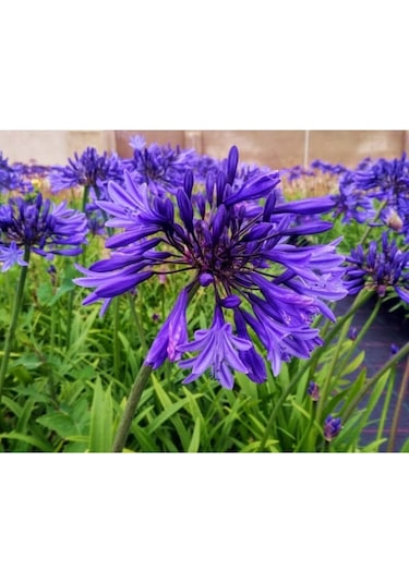 Rüzgarbotanik Mavi Afrika Zambağı Fidanı 20Cm- 40Cm