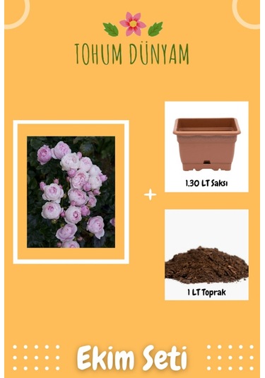 Katmerli Kokulu Açık Pembe Hollanda Gül Tohumu Ekim Seti