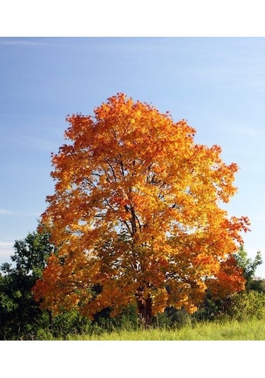 Akçaağaç Fidanı - Acer Platanoides