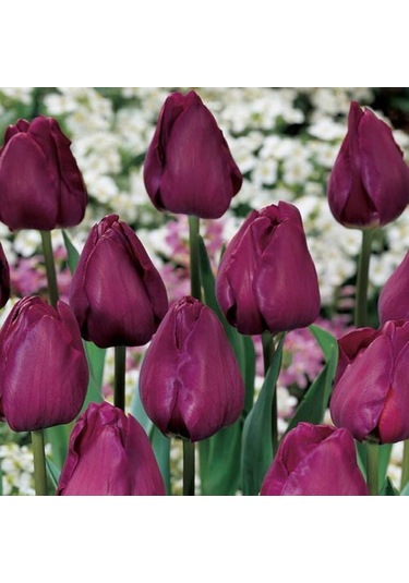 İthal Özel Negrita İri Kafa Özel Bordo Lale Soğanı 4 Soğan