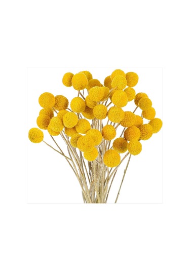 Gatherco 48 Adet Kurutulmuş Çiçekler Kurutulmuş Billyballs Kurutulmuş Craspedia Çiçekleri Düğme Sarı Kurutulmuş Çiçekler Sahte İpek Kurutulmuş Çiçek