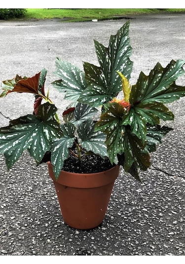 Çiçekli Çilli Çınar Begonya Çiçeği 1 Adet Saksılı 30-40cm