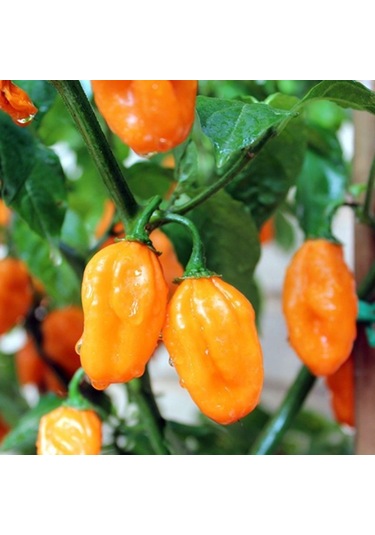 Doğal Geleneksel Carbonero Peach Çok Acı Biber Tohumu 10 Tohum