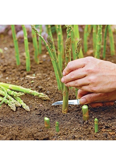 Kuşkonmaz Tohumu 1 Paket