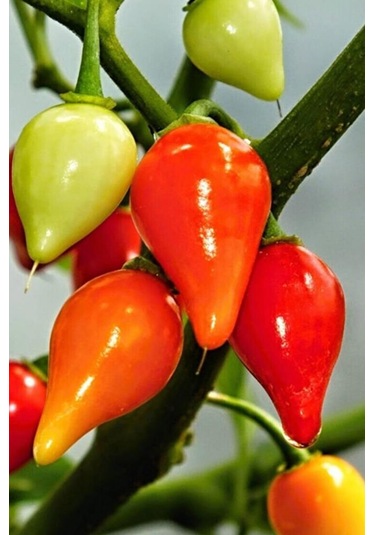 Misket Biberiye Biber Tohumu 5 gr