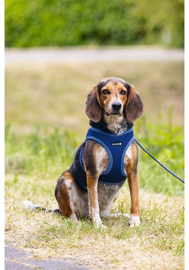 Beeztees Köpek Göğüs Tasması, Neopren, Mavi, M, 41-46cm Çok Renkli