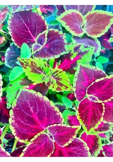 Bordo Yeşil Renk Yaprak Güzeli Çiçeği 1 Adet 10-20 Cm