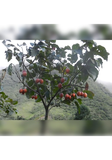 Tamarillo 70-100 Cm Tüplüdür