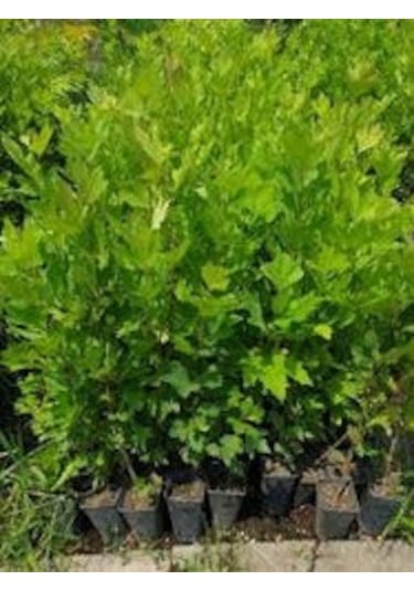 Fidan Doğu Çınar Fidanı 1.40-1.60 Cm Boy 1 Adet