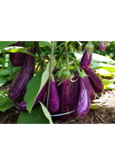 Süper Paket 150 Tohum Nadir Ithal Benekli Kemer Patlıcan Tohumu