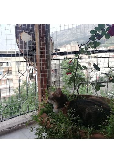 Morilu Kedi Filesi – 4 cm – 2.5 mm İp – Kedi Ağı – Kare Desen