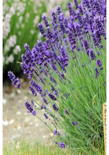 Lavanta Tohumu Lavendula Offinalis