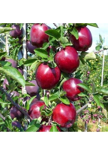 3 Yaş Tüplü Jeronime Elma Fidanı Boy 130-150 Cm