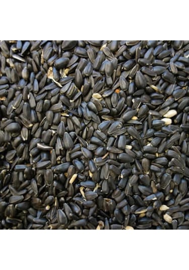 Papağan Çekirdek Küçük Taneli 1 KG Taze