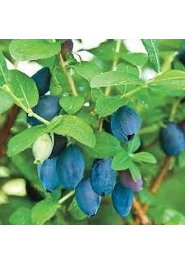 Bal Yemişi Fidanı 2 Adet