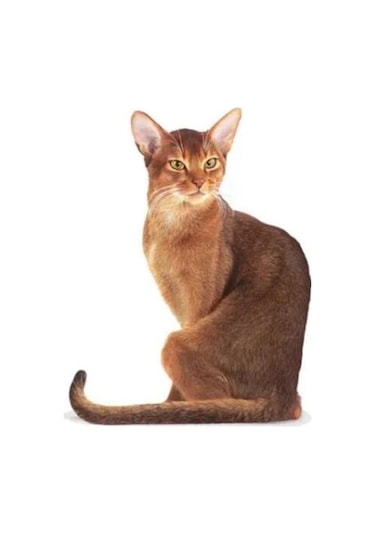 Royal Canin Fussy Exigent Seçici Yetişkin Kedi Maması 2 Kg