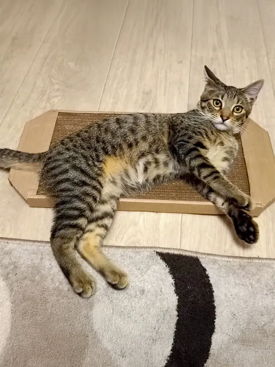 Pangur Kediler İçin Mukavva Ve Kırışık Yüzeyli Yere Yerleştirilen Tırmalama Direği 49814604