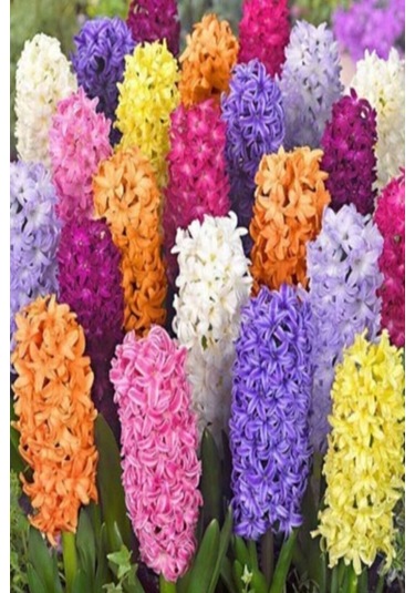 1 Adet Sümbül Soğanı Karışık Renk