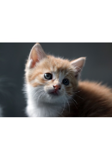 Yavru Kedi Kanvas Tablo
