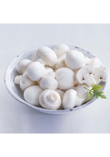 Dahil 2000 Adet KüLür Mantarı Tohumu