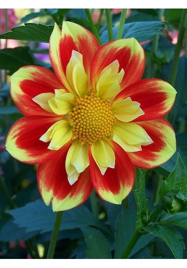 2 Adet Pooh Dahlia Çiçeği Soğanı Kokulu