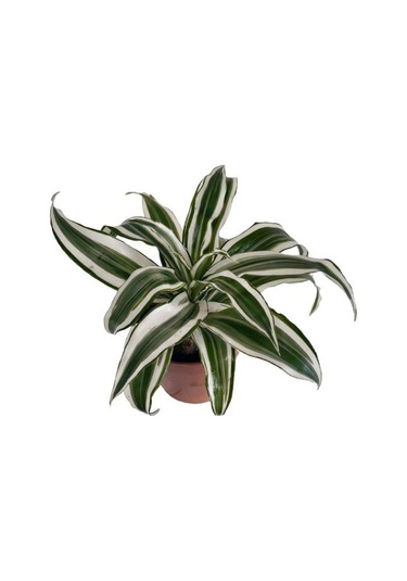 Dracaena Deremensis