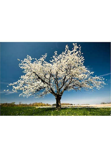 Dört Mevsim Ağaçlar Doğal Taş Bardak Altlığı 4'lü Set - Natural Stone Coasters - Taş Çok Renkli