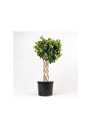 Ficus Benjamin Bitkisi Kafes Örgülü 100-120cm