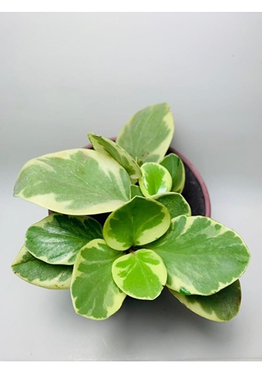 Peperomia Obtusifolia Alacalı Peperomia Ithal Özel Tür