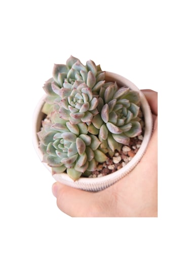 Echeveria Frost Flower - Sukulent Haangarden