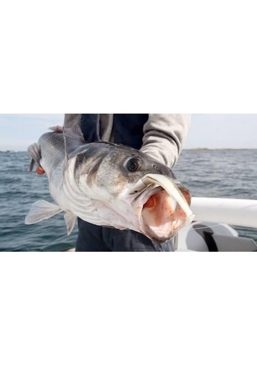 Fiiish Bm200/6 Bm1349 Medium Deep 150Gr. Uv+Glow Jighead