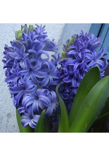 Hyacinthus Blue Pearl Sümbül Soğanı 3 Adet