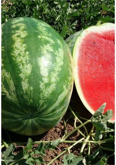 Galactica Karpuz Tohumu 10 Gr