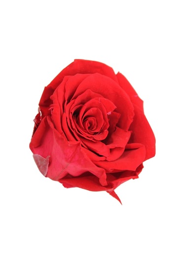 Şoklanmış Solmayan Gül. 5 CM - Kırmızı