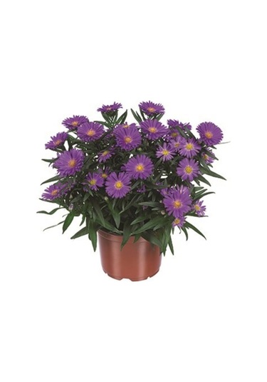 Yıldızpatı Çiçeği Tohumu 10 Tohum Çiçek Tohumu Yıldız Patı Çiçeği Tohumu