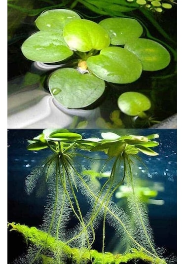 Amazon Frogbit Su Üstü Bitkisi 1 Adet