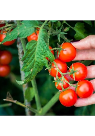 Çeri Domates Tohumu Cherry Domates Tohumu 400 Adet Tohum
