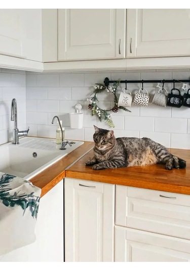 Centr Mebel'noj Furnitury Mobilya Düğmesi 10 Adet Mat Nikel 299489067 Satine Nikel