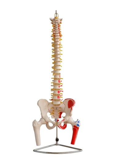 Omurga ve Kalça Modeli (Kas Bölgeleri İşaretlenmiş Pelvisli ve Fe