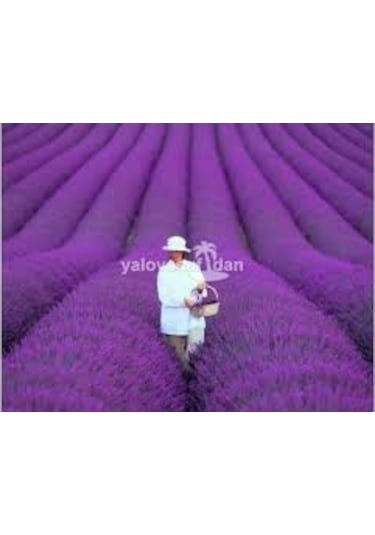 20 Adet Tohum Lavanta Çiçeği Tohum Mor Kokulu İngiliz Saksı Topra