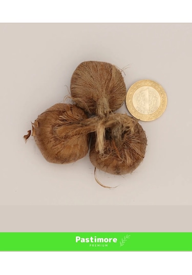 Premium Dikime Hazır Yerli Üretim Büyük Boy 1. Kalite Safranbolu Safran Bitkisi Soğanı