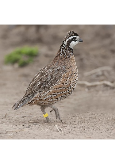 Chuangyinshop Karışık Renk 50 Adet Takma Bileklik: Civciv, Bıldırcın Ve Oğlaklar İçin Kanatlı Bileklik