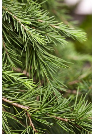 Himalaya Sedir Fidanı 2 Yaşında Tüplü