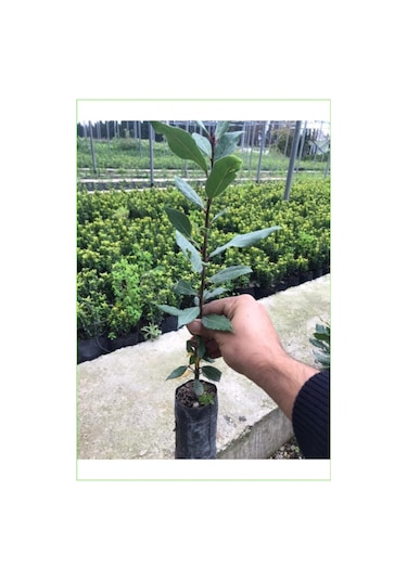 Defne Fidanı Bitkisi 40-60 Cm