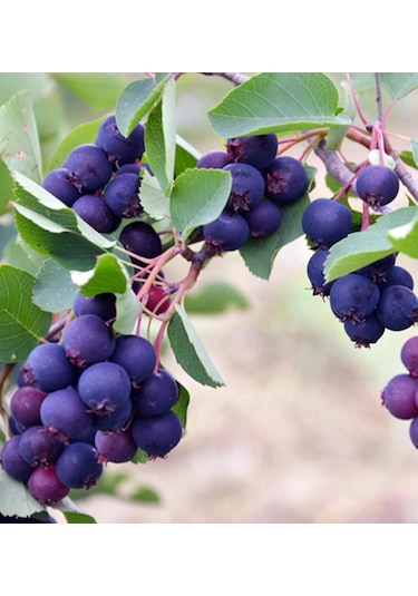 3 Yaş Tüplü Saskatoon Berry Northline 80-100 Cm